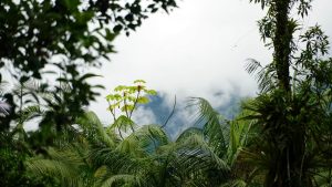 Gamboa Rainforest